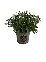 Bollkryss vit 12 cm