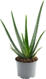 Aloe Vera 12cm