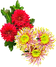 Singelkrysantemum 3-p 50cm varierande färger