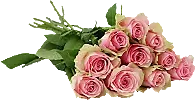 Rosor 10-Pack