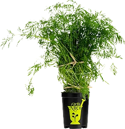 Dill i kruka 1-p KRAV Klass 1 ICA