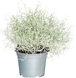 Silvergirland 12cm