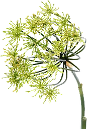 Krondill knippe ca 50g Klass 1 ICA