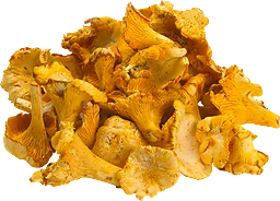 Kantareller