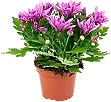 Chryss 3pl