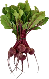 Rödbeta Knippe