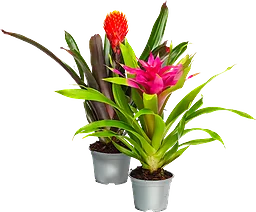 Bromelia 12cm kruka Höjd 45cm varierande färger