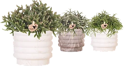 Arr Grönmix i kruka 12cm x4