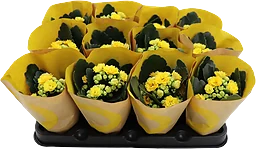 Mini kalanchoe gul 6 cm