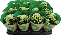 Kalanchoe dubbelblommande 10,5cm kruka Höjd 26cm vit