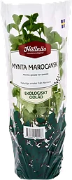 Mynta Marocansk Kruka KRAV Handelsträdgård