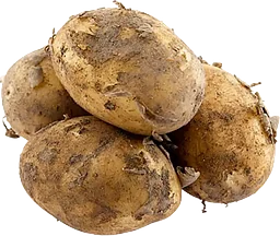 Färskpotatis Otvättad