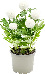 Krysantemum Flowerpops 14cm