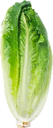 Roman Sallat