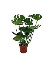 Monstera 21 cm