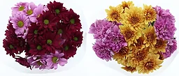 Kvistkrysantemum 4-pack 50cm Rosa Bandet