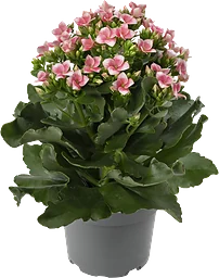 Kalanchoe varierande färger