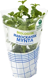 Marockansk Mynta Ekologisk 1-p