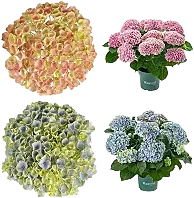 Hortensia Magical 14cm x6