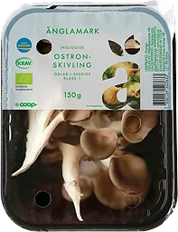 Ostronskivling Eko