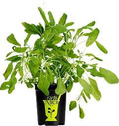 Salvia i kruka 1-p KRAV
