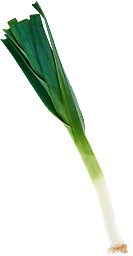 Purjolök St Klass 1