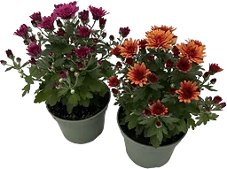 Krysantemum special 10,5cm kruka Höjd 23cm varierande färger