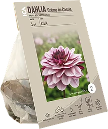 Dahlia Creme de Cassis lila/rosa Garden
