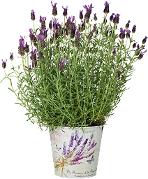 Lavendel Fjäril