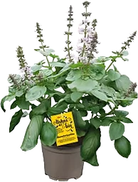 Blomsterbasilika 13cm