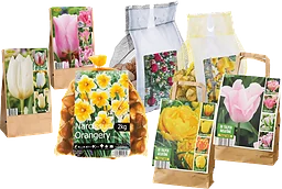 Blomlökar