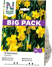 Höstlök Stjärnnarciss Carlton BigPack