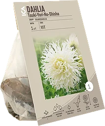 Dahlia crispa Tsuki Yori No Shisha Garden