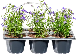 Sommarplant 6-p varierande sorter