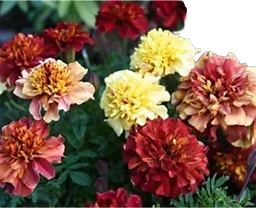 Tagetes 10,5 cm