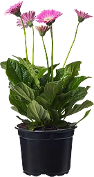Gerbera