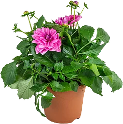 Dahlia