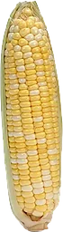 Majskolv