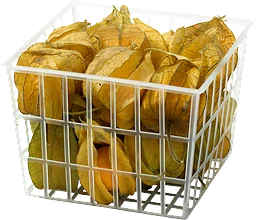 Physalis