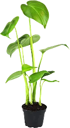 Monstera i kruka, 14cm