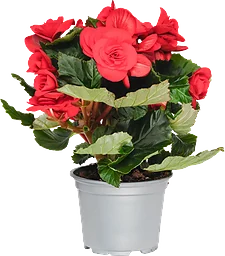 Begonia röd 12 cm
