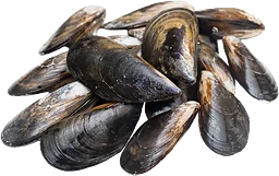 Blåmusslor