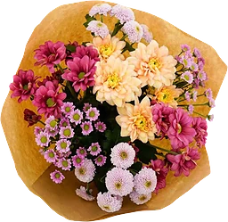 Krysantemum stilig 50 cm