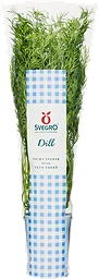 Dill