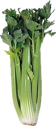 Blekselleri
