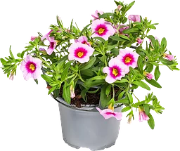 Hängpetunia småblommig 12cm kruka Höjd 21cm varierande färger