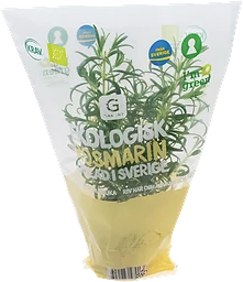 Rosmarin i Kruka Ekologisk