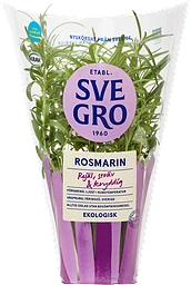 Rosmarin Eko