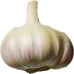 Vitlök Ekologisk