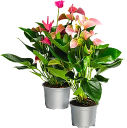 Anthurium 13cm kruka Höjd 40cm varierande färger